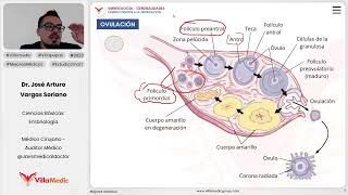 Eventos previos a la fertilización  Ovulación [upl. by Donalt]