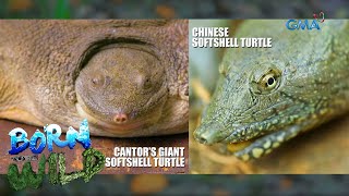 Born to be Wild Chinese softshell turtle vs Cantors giant softshell turtle [upl. by Hcelemile]