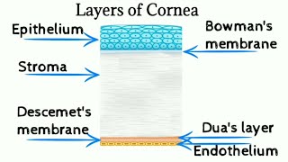 Microscopic structure of cornea  Layers of cornea  eye layersofcornea cornea [upl. by Doty]