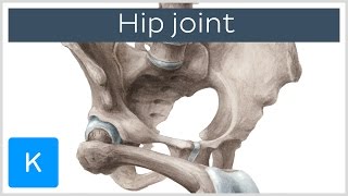 Hip joint  Bones ligaments blood supply and innervation  Anatomy  Kenhub [upl. by Lasala]