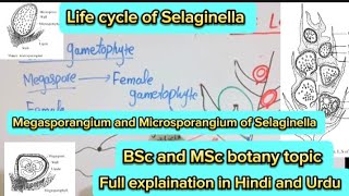 Selaginella Life cycleMicrosporangiumMegasporangiumPteridophytes [upl. by Karolyn848]