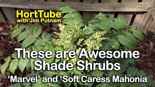 These are Awesome Shade Shrubs  Marvel and Soft Caress Mahonia [upl. by Sherlocke]