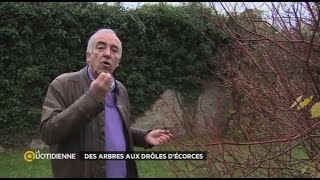 Des arbres aux drôles d’écorces [upl. by Pudens]