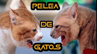 PELEAS DE GATOS IMPRESIONANTES 100 REALES [upl. by Namreh]