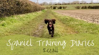 Gundog Training  Recall [upl. by Ahsercel]