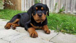 9 Week Rottweiler Puppy [upl. by Audy336]