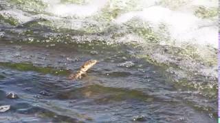 Northern Water Snake Nerodia sipedon in Minnesota [upl. by Burrow391]