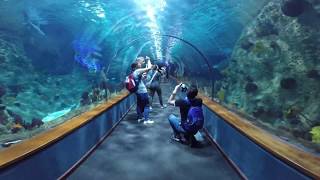 Parco Loro Park di Tenerife Gopro acquario squali shark pesci mare sea [upl. by Waxler]