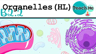 B22  Organelles  IB Biology HL [upl. by Aicatsue]