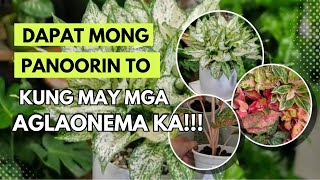 NAPAKA BISA NITO SA MGA AGLAONEMA MO [upl. by Nnail]