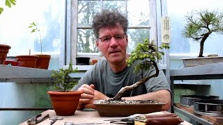 Three Spruce Bonsai Trees Part 1 May 2017 [upl. by Ahsiryt]