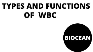 types of wbc simplified white blood cells classificationfunctions of white blood cells [upl. by Dela]