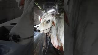 Rk Agro farm Bogura cattle [upl. by Wirth903]