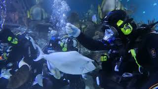 The Skegness Aquarium Scuba Dive  with Sharks 🦈 😳 [upl. by Abrahams]