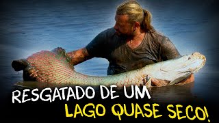 RESGATE EXTREMO SALVANDO PIRARUCUS NO LAGO DO TERROR [upl. by Cheke]