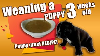 🐶 Weaning a Puppy  what to feed puppies at 3 weeks [upl. by Keviv67]