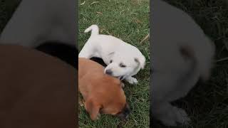 dog sound puppy cute pet funnyanimal funnydog funnypet dogbabydog Hanumanon7dogsound [upl. by Yecac]