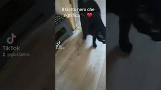 Il Gatto nero che significa 🐈‍⬛ ❤️ fypviral foryoupace shortsfeed youtubeitaliagermaniausaita [upl. by Cyb]