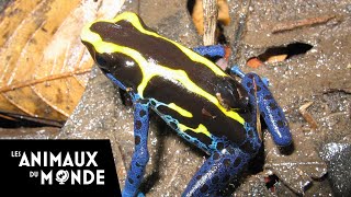 Les grenouilles des cimes  Guyane française [upl. by Adnuahsar]