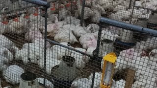 Poultry farming day 1 to day 40 routine work  how to feed and manage broiler chicken 🐔🐔🐔 6th week [upl. by Cecile]