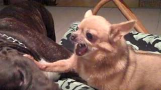 Pitbull vs Killer Chihuahua [upl. by Reeher]