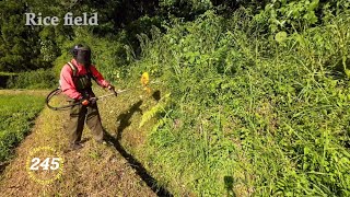 【 Rice Field 】 Grass cutting shindaiwa JPNRK3026PT254cc Chapter245 [upl. by Mabelle762]