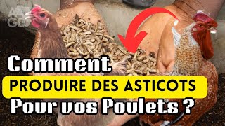 Comment Produire des Asticots pour vos Poulets facilement [upl. by Anamor879]