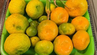 Mini Garden Tour GIANT SATSUMAS amp Fertilizing My Citrus satsuma containergardening gardening [upl. by Thin849]