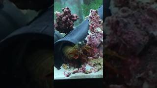 Giant Mantis Shrimp VS Wild Crayfish  NICK SBF mantisshrimp [upl. by Py]