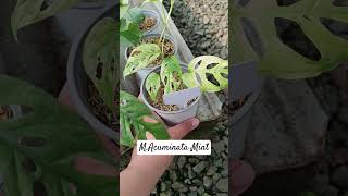 Monstera Acuminata Mint subscribe subscribenow subscribemychannel [upl. by Elleinahc465]