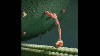 Kinesin protein takes a walk on a microtubule  1 hour loop [upl. by Ekalb]