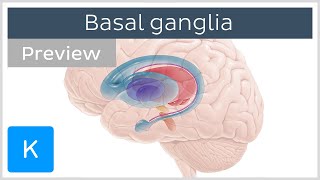 Basal ganglia Pathways and functions preview  Human Neuroanatomy  Kenhub [upl. by Ives25]