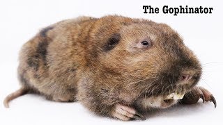 The GOPHINATOR Gopher Trap  Mousetrap Monday [upl. by Meesaw]