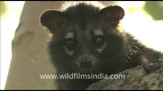 Cute little civet cat [upl. by Dosia]