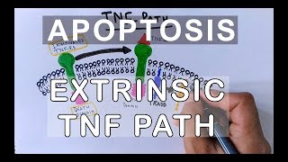 Mechanism of Extrinsic Pathway of Apoptosis  TNF Path [upl. by Sandi]