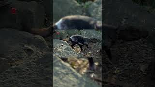 Real Tasmanian Devil Sounds  High Quality  Interesting Tasmanian Devil Sound Experience shorts [upl. by Connell]