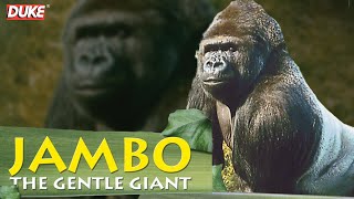 Jambo the Gorilla  The Gentle Giant  Documentary [upl. by Akerdal]