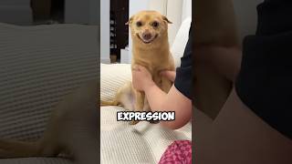 Puppy with a twisted nose shortvideo healing dog puppy cute funny love [upl. by Imyaj865]