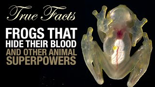 True Facts Frogs That Hide Their Blood [upl. by Walli995]