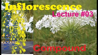 Inflorescence Lecture 03 Compound inflorescence [upl. by Liu]