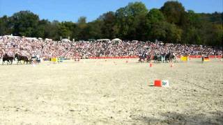 2 Hengstparade in Marbach Hansjörg Hammann LipizzanerVierspänner [upl. by Elbam564]