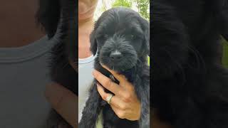 Phelps💙 Portuguese Water Dog Puppy [upl. by Eelana]