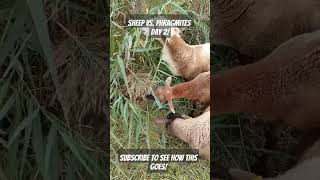 Using Sheep to Battle Invasive Phragmites michiganhomestead organicweedcontrol katahdinsheep [upl. by Isaac]