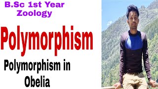 Polymorphism Polymorphism in Obelia BSc first yearZoology [upl. by Ettevahs89]