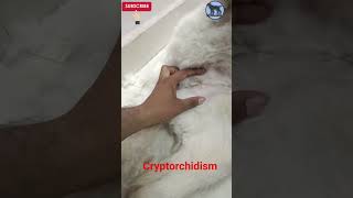 Case of Cryptorchidism in male golden retriever youtubeshorts dog doglover [upl. by Anauqes494]