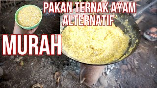 Pakan Ternak Ayam Alternatif Murah  Cara Membuat Jagung Aron Biar Jadi Banyak [upl. by Eissahc262]