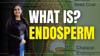 Endosperm in Hindi  Biology  what is Endosperm [upl. by Yentuoc]