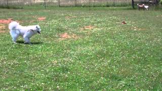 Samoyed Sheep Herding quotCharlottequot [upl. by Flinn]