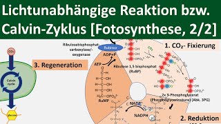 Lichtunabhängige Reaktion  CalvinZyklus  Dunkelreaktion Fotosynthese 22 BiologieOberstufe [upl. by Asatan518]