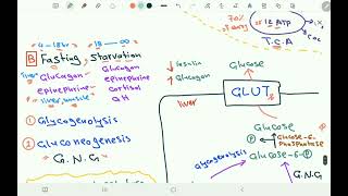 Carbohydrates Metabolism Overview by DrMohamed Gargouri [upl. by Richardson]